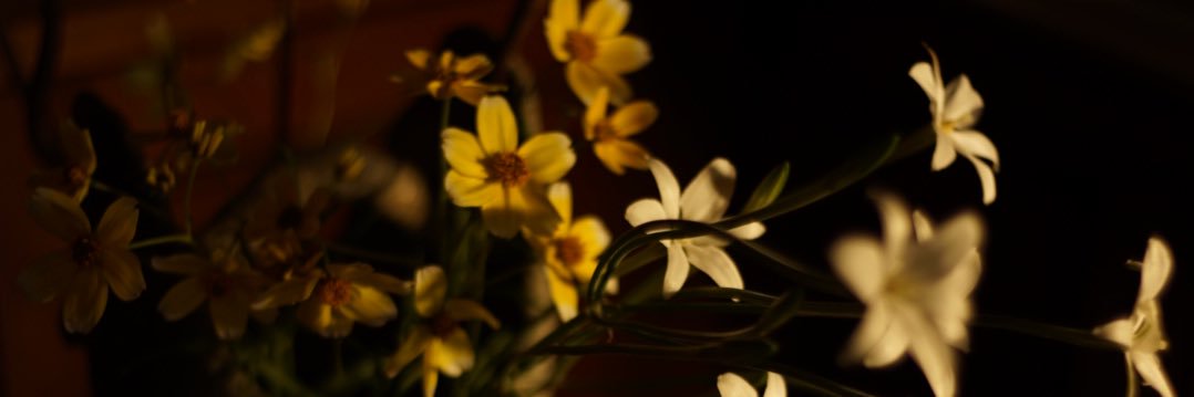 maple_glow_tree's profile banner image