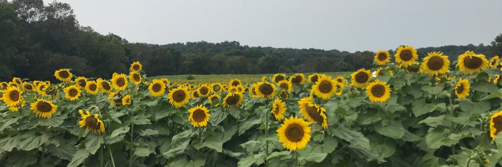CaraLangner's profile banner image
