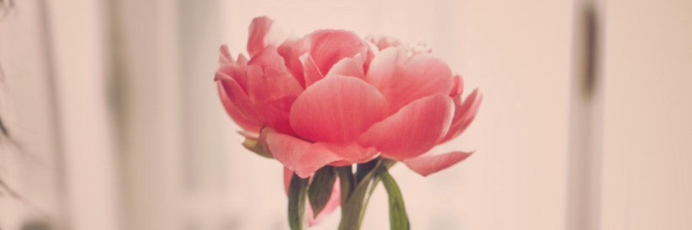 Jasmine Tookes banner