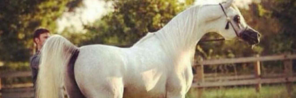 alnsef's profile banner image