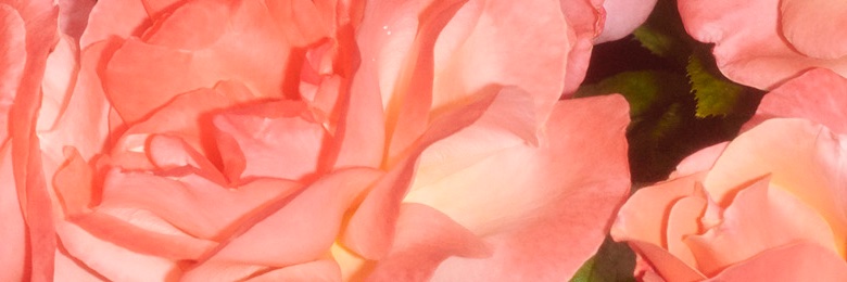 CallumToy's profile banner image