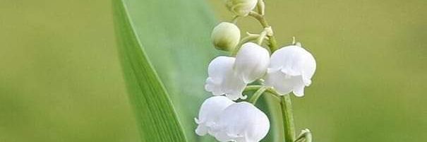 AntoPassacantilli banner