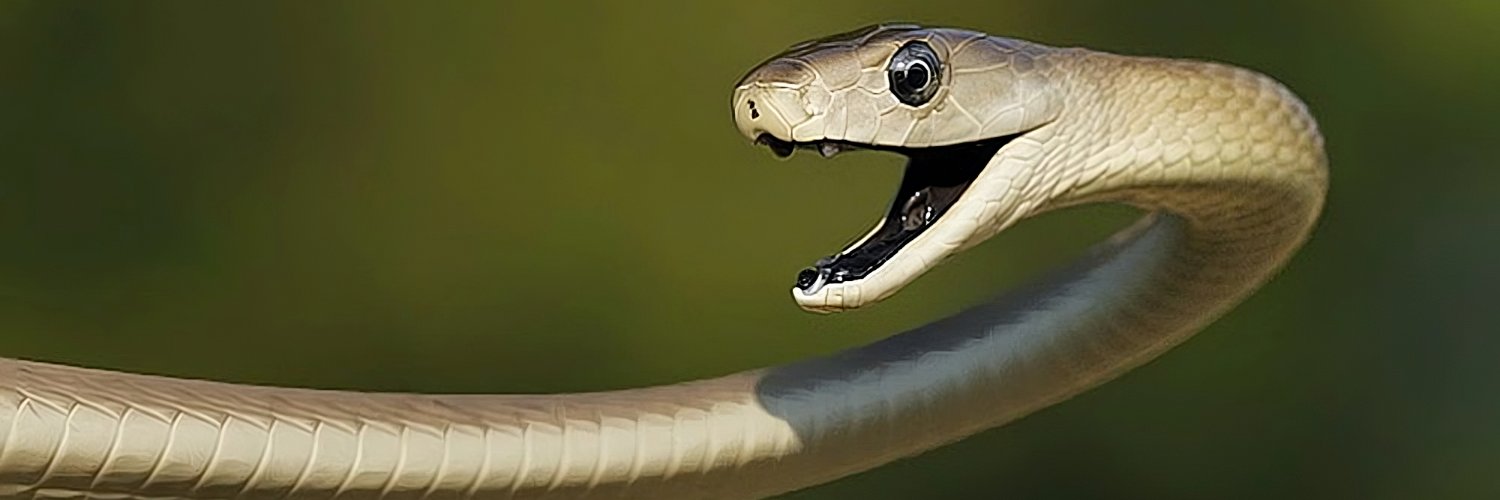cobrabr's profile banner image