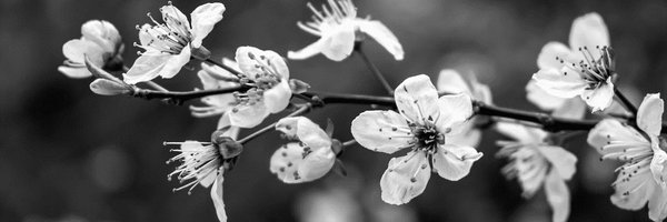 dasi4859 Profile Banner