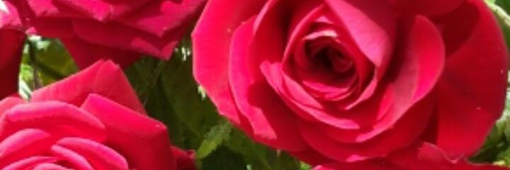 DeOslavia's profile banner image