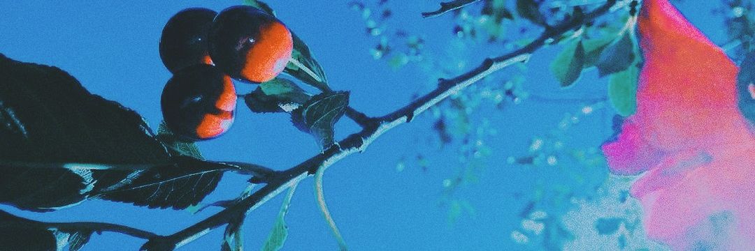 🍄 banner
