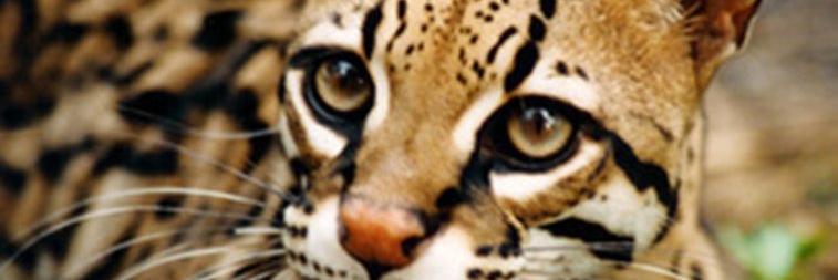 KarelaMeri's profile banner image