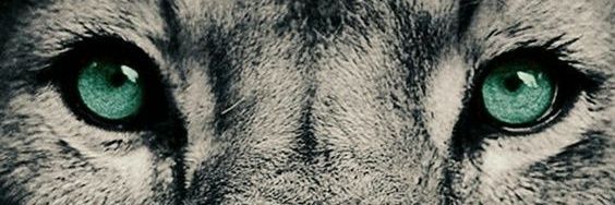 hellennylopes's profile banner image