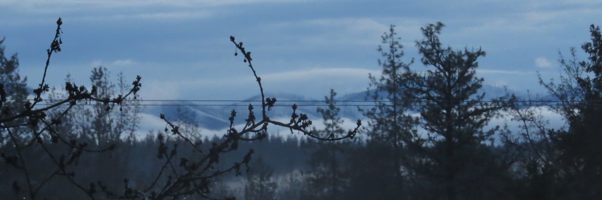 Cockroachwoman's profile banner image