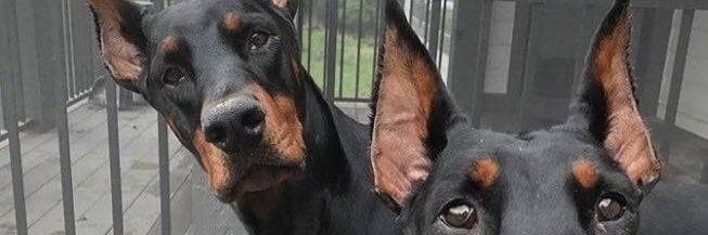 idaeevida's profile banner image