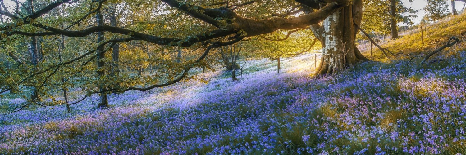 Rowena Murray banner