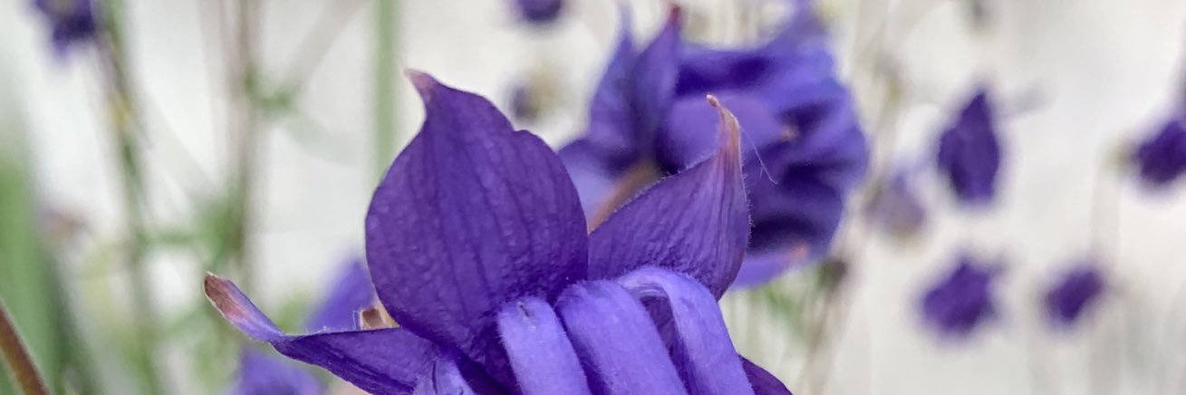 Meidebenne's profile banner image