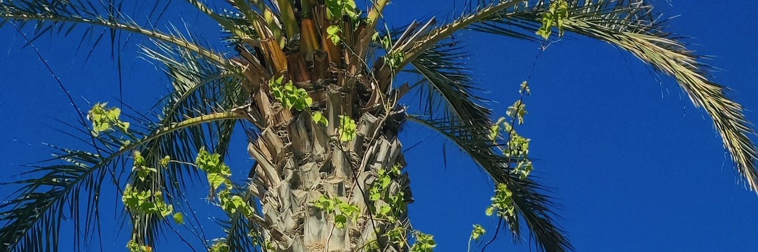 SamBamOriginal's profile banner image