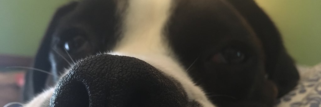 CLaurianno's profile banner image