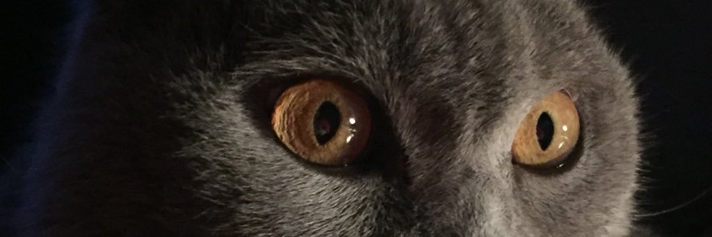BigBadFox1's profile banner image
