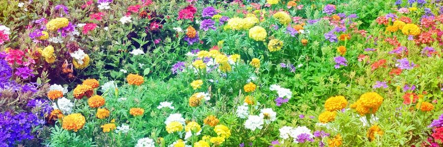 sarah_bach's profile banner image
