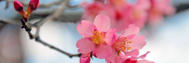 Maya Caress banner