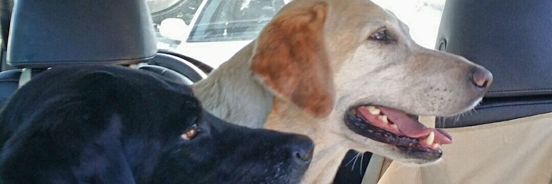 SpiritedLabz's profile banner image