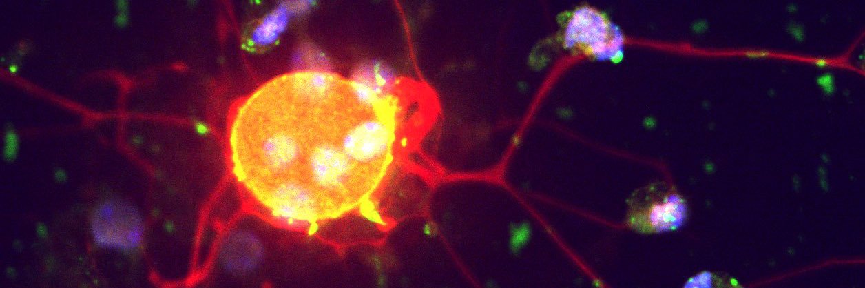 Doc Ness Monster 🔬🧫🥼 banner