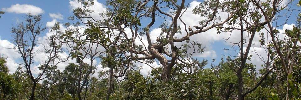 Pedro J. Leitão banner