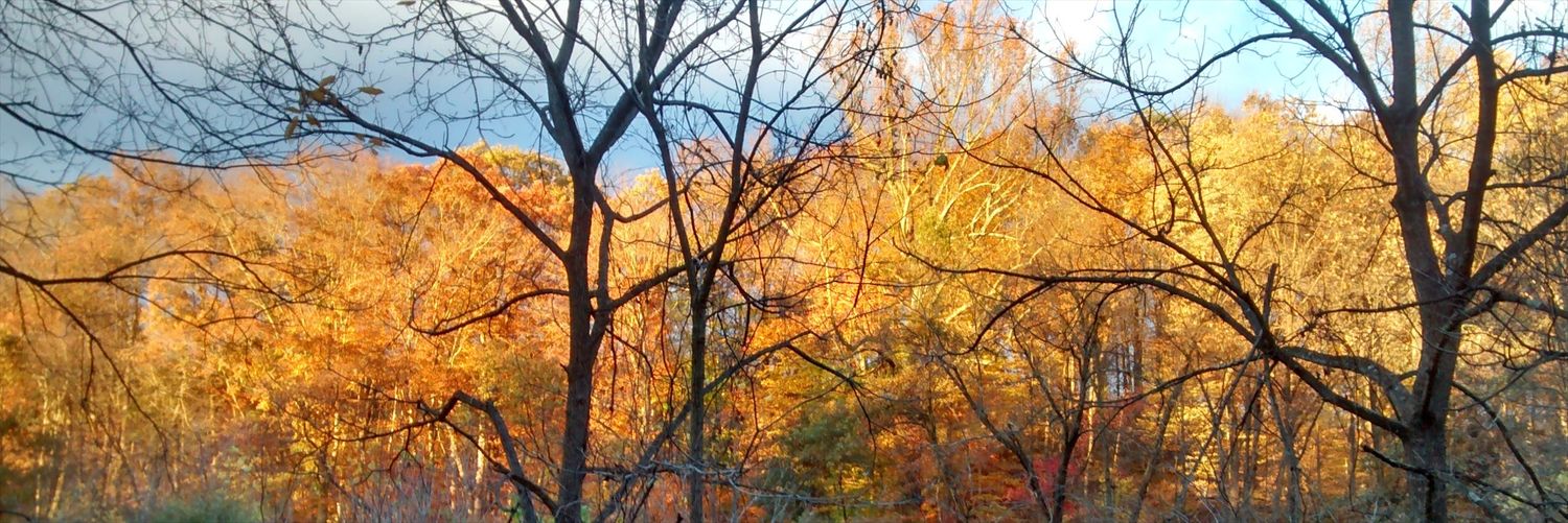 StayinTina's profile banner image