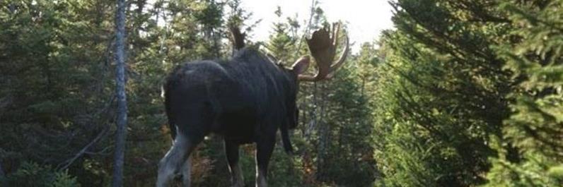 JacktheNewf's profile banner image