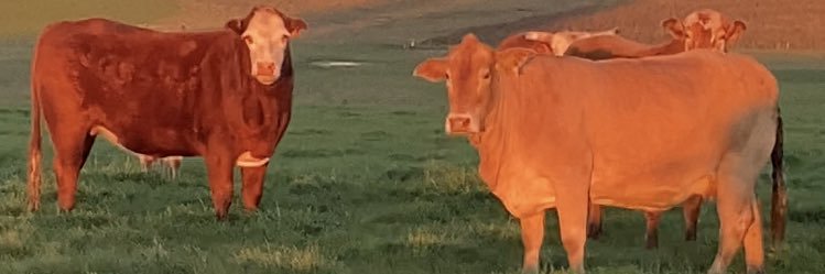 talisil88's profile banner image