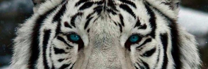 ugrlbtl's profile banner image