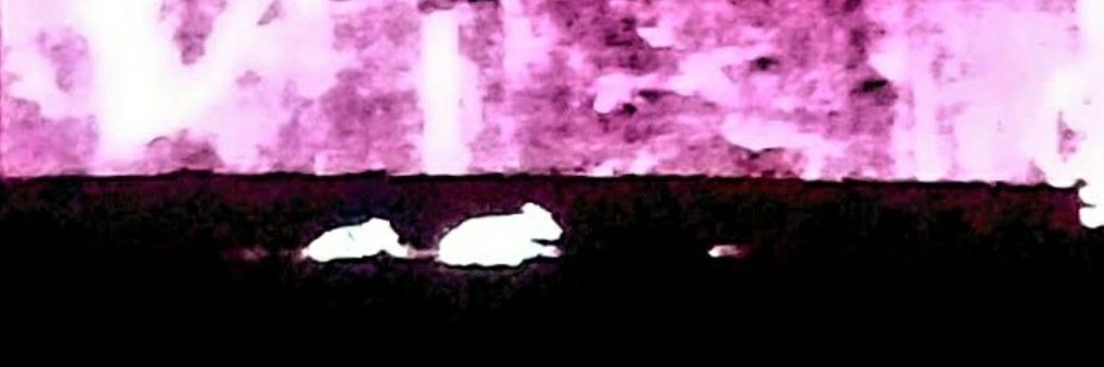 WingedDevyl's profile banner image