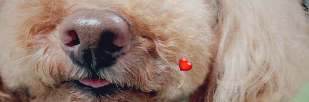c_flower1201's profile banner image