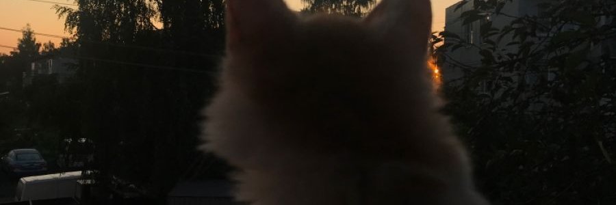 emma_very's profile banner image