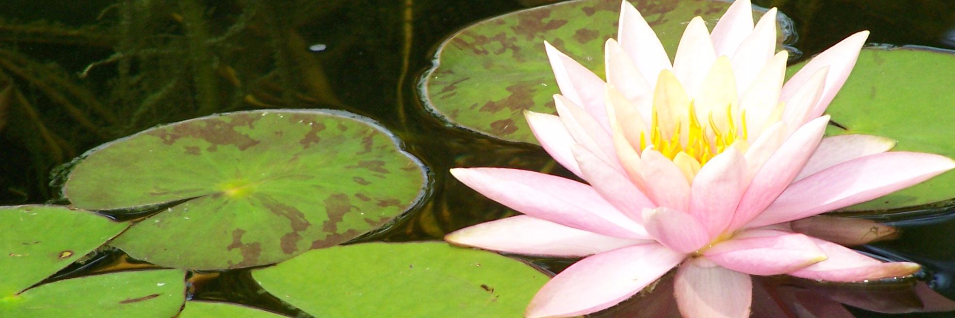iverbwords's profile banner image
