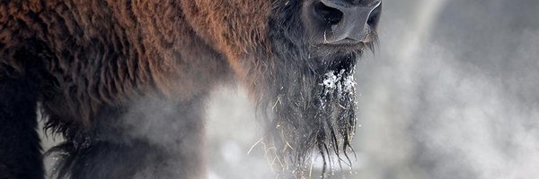 PrideoftheBison Profile Banner