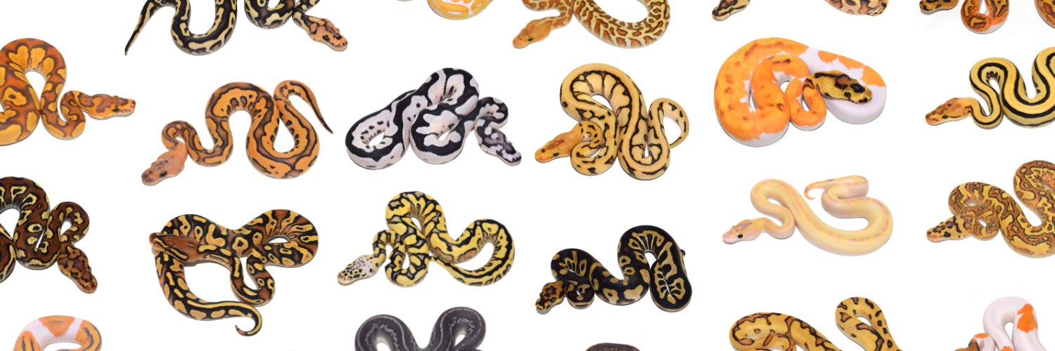 KINOVA Reptiles banner