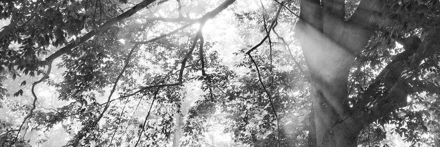 ryanmfox's profile banner image
