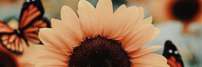 SashaKay__'s profile banner image
