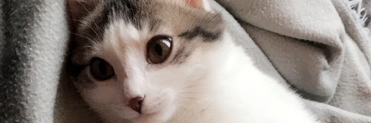 LnaLiars's profile banner image
