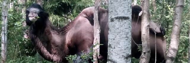 Отец Олег banner