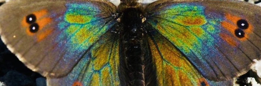 sam🐞 banner