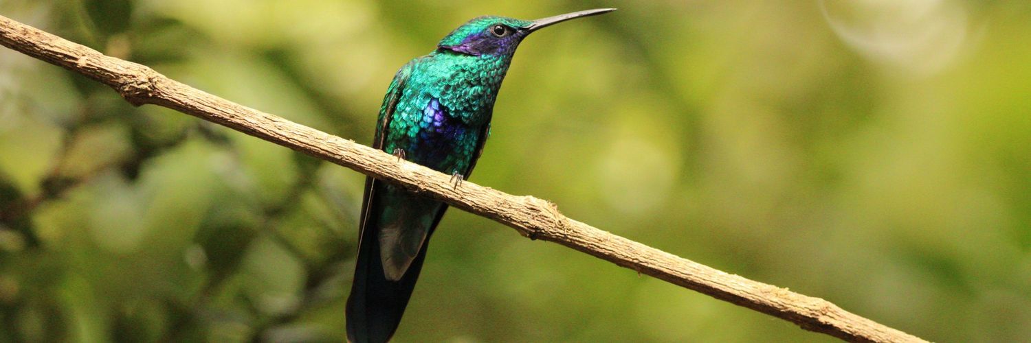 Rodrigo Mutis banner