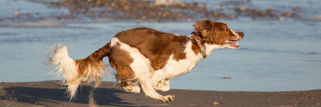 K9aquatherapy's profile banner image