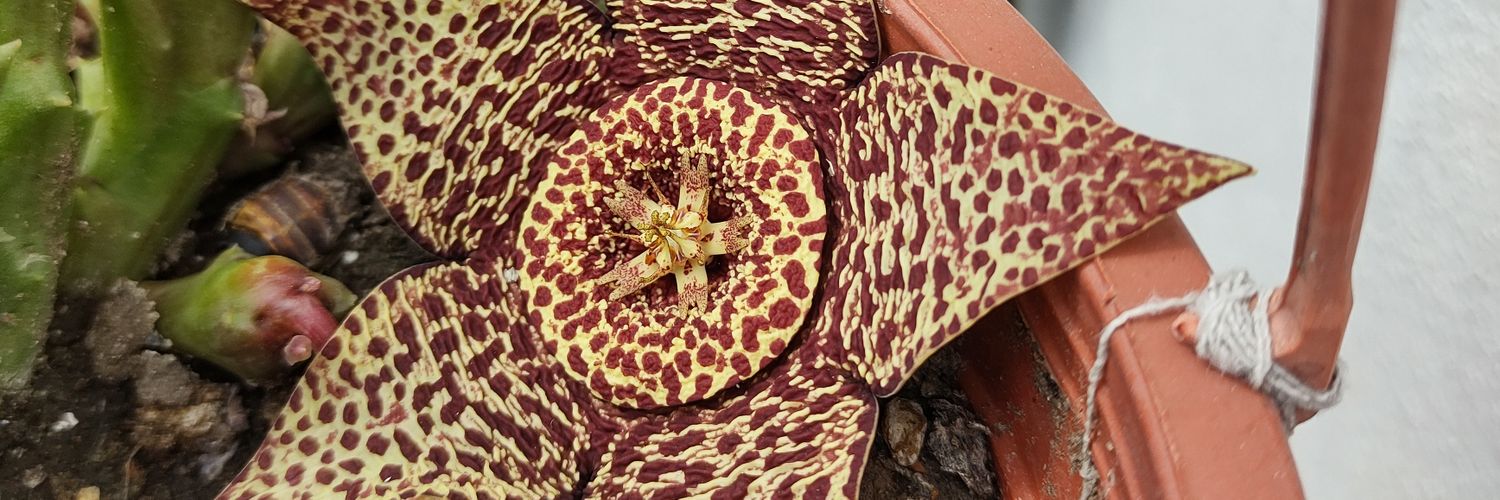 claudia fernandez🍋 banner