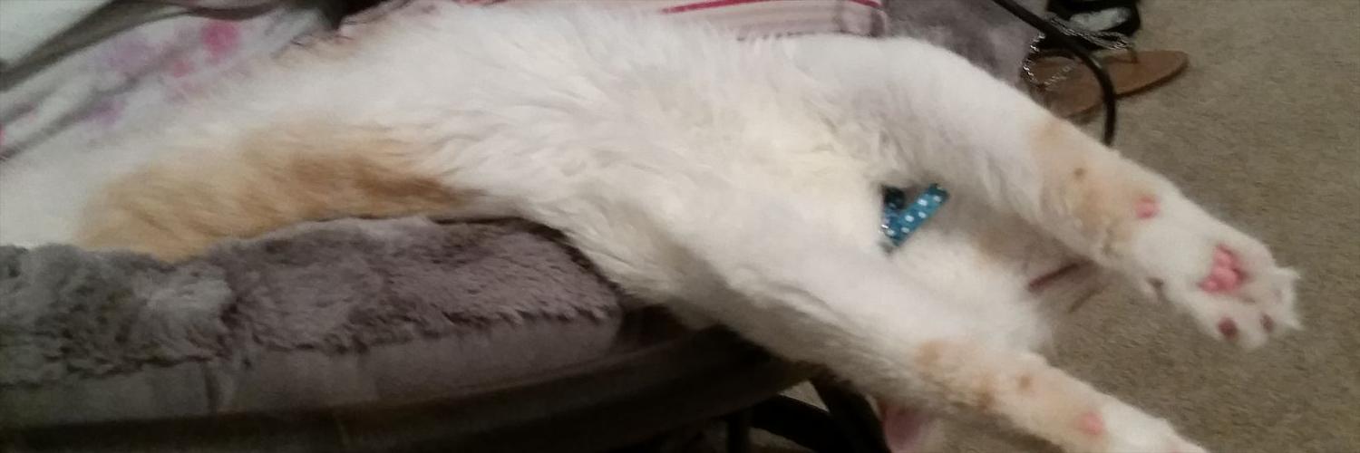 Sir Mittens banner
