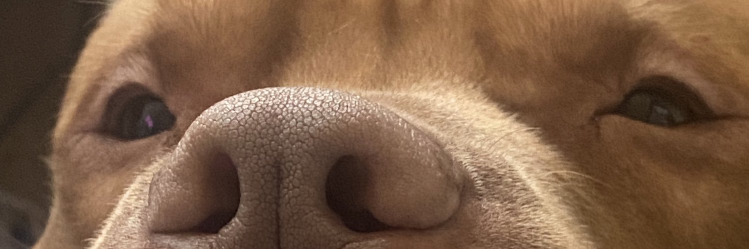 TheyBeLikeBetsy's profile banner image
