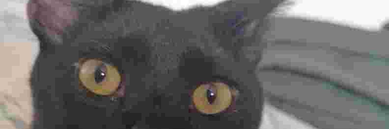 2028643v's profile banner image