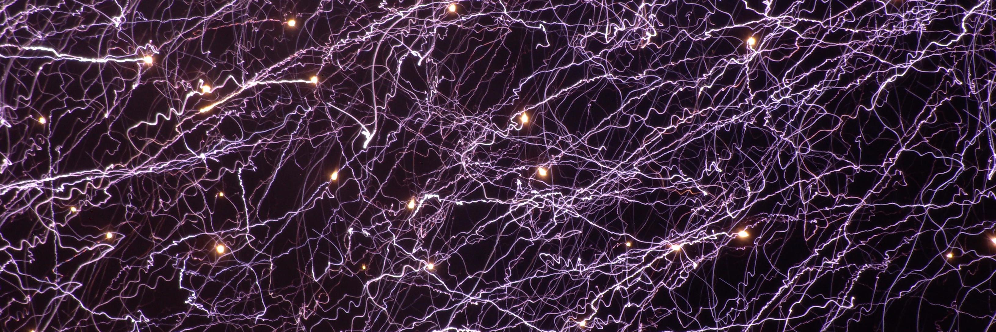 Amelia Bellamy-Royds banner