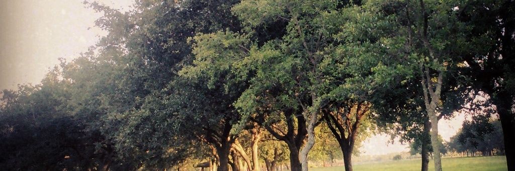 HazelEyes98's profile banner image