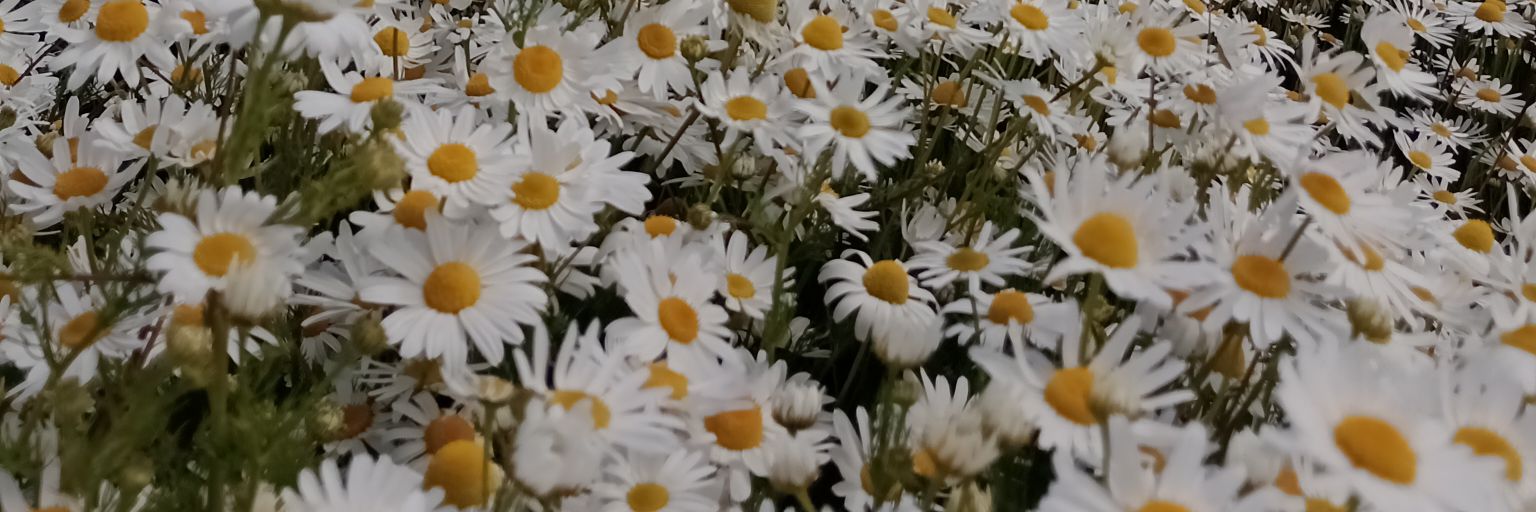 abypereiraa's profile banner image