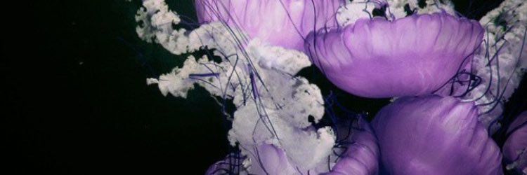 Allicat8985's profile banner image