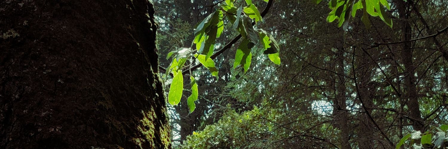 Yorgos Lanthimos daughter banner